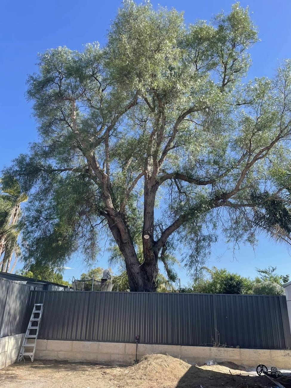 Large peppercorn tree overhanging a colorbond boundary fence