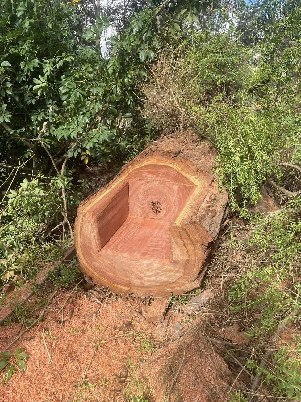 An armchair carved into the butt of a felled tree with a chainsaw