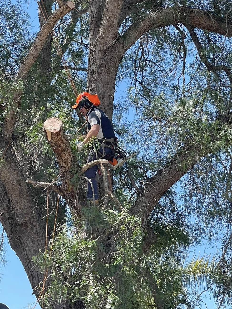 SOS'S climber working a peppercorn tree with a chainsaw on his harness