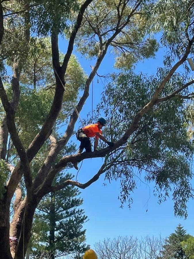 Arborist roped out along a eucalypt limb against a clear Perth sky