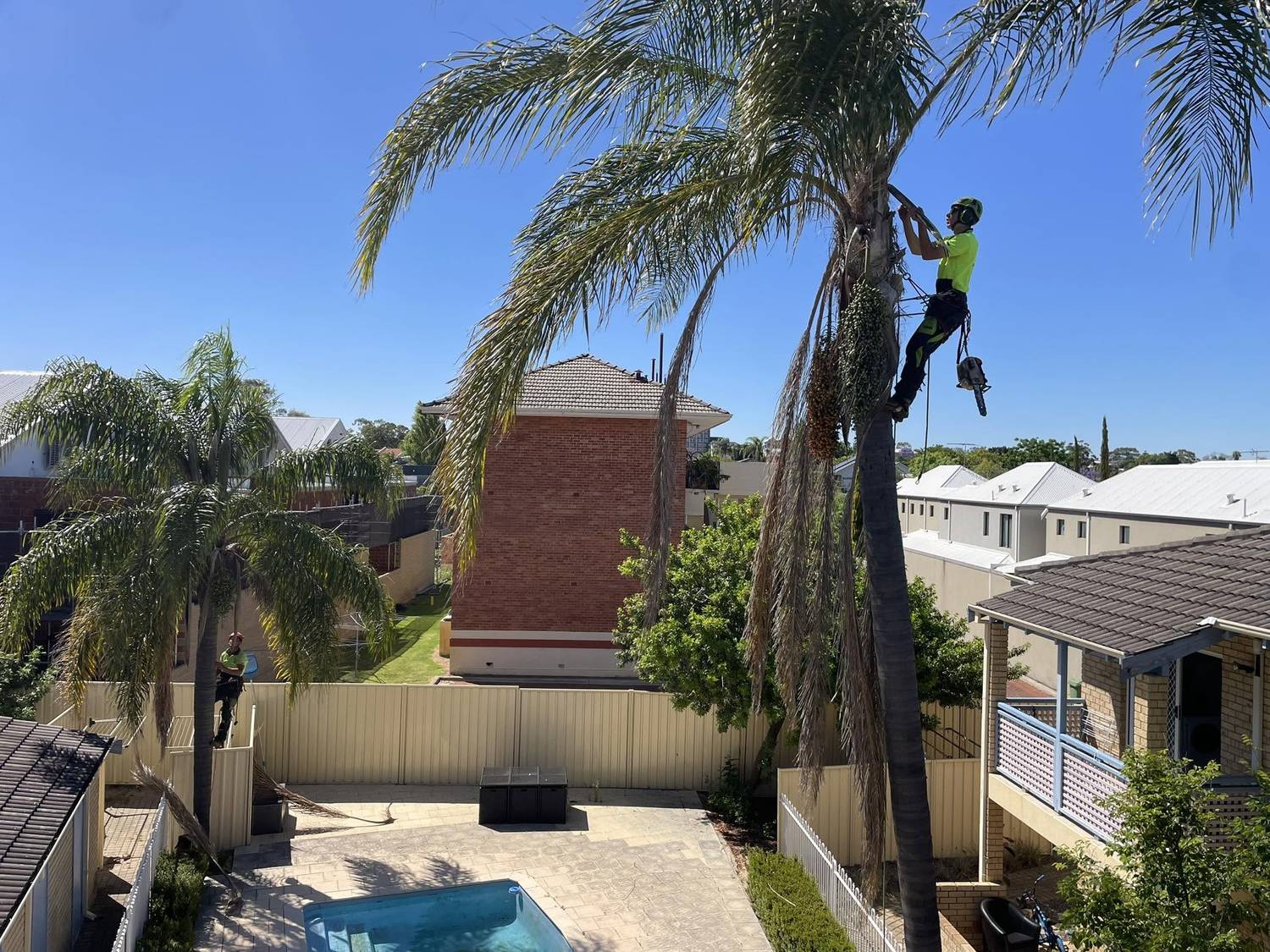 Climber removing fronds and seed pods from a cocos palm above a Perth pool