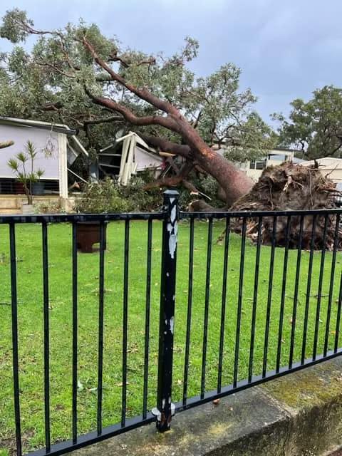 Storm-felled tree across a Perth property seen from the front fence