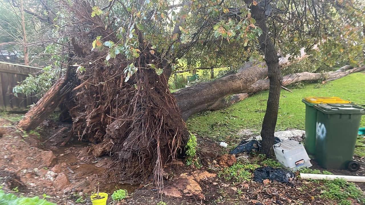 Tree uprooted in a backyard with the root plate lifted clear of the ground