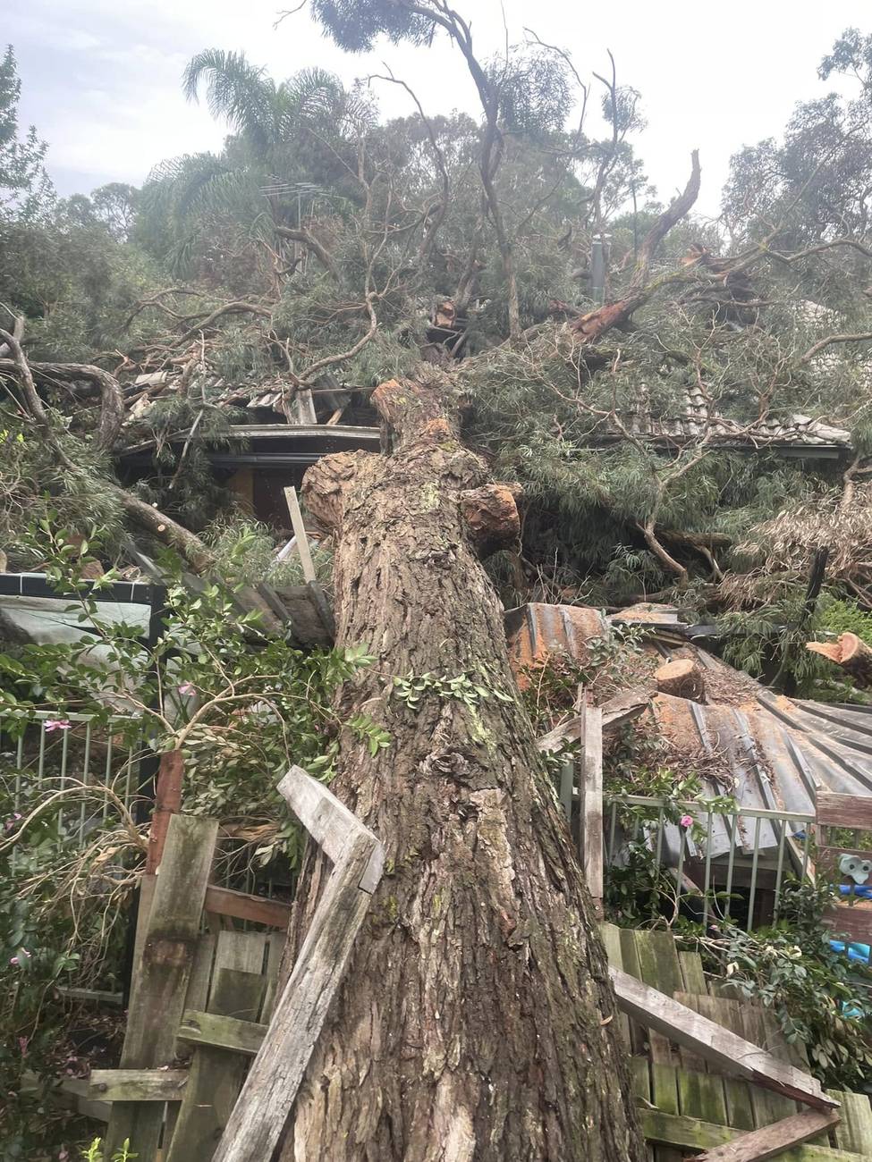 Large tree fallen through the roof of a Perth home after a storm